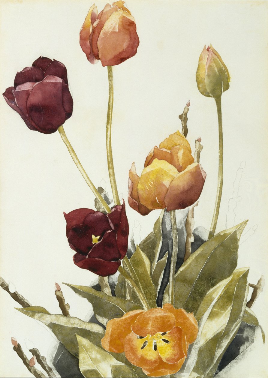 Tulipas, 1933 (aguarela e grafite sobre papel) de Charles Demuth