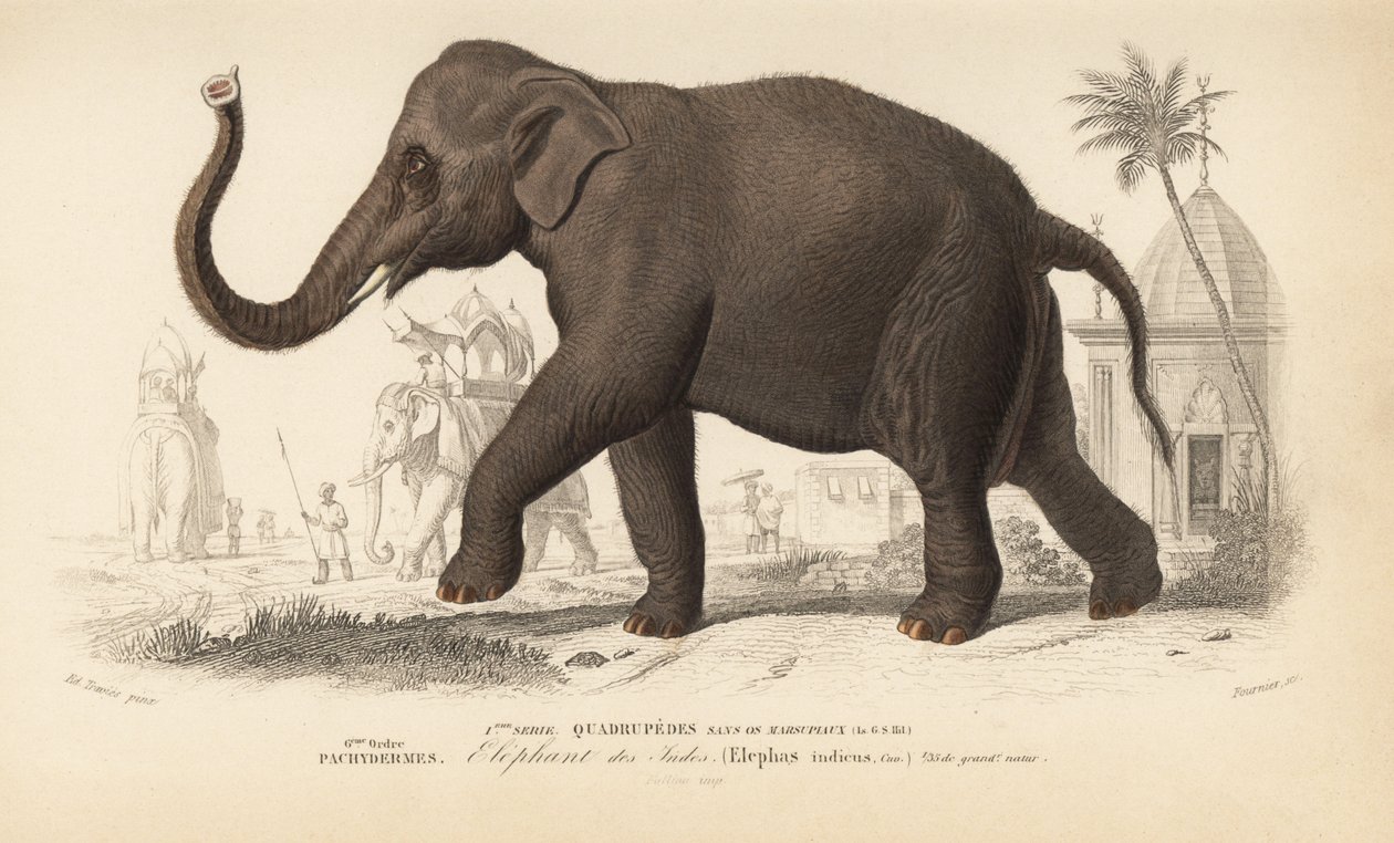 Elefante indiano, do "Dictionnaire Universel d