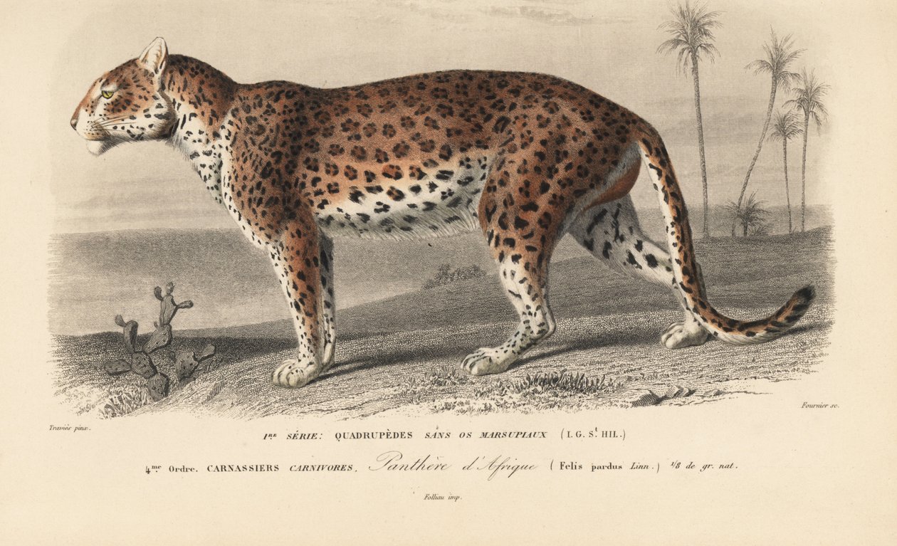 Leopardo, do "Dictionnaire Universel d
