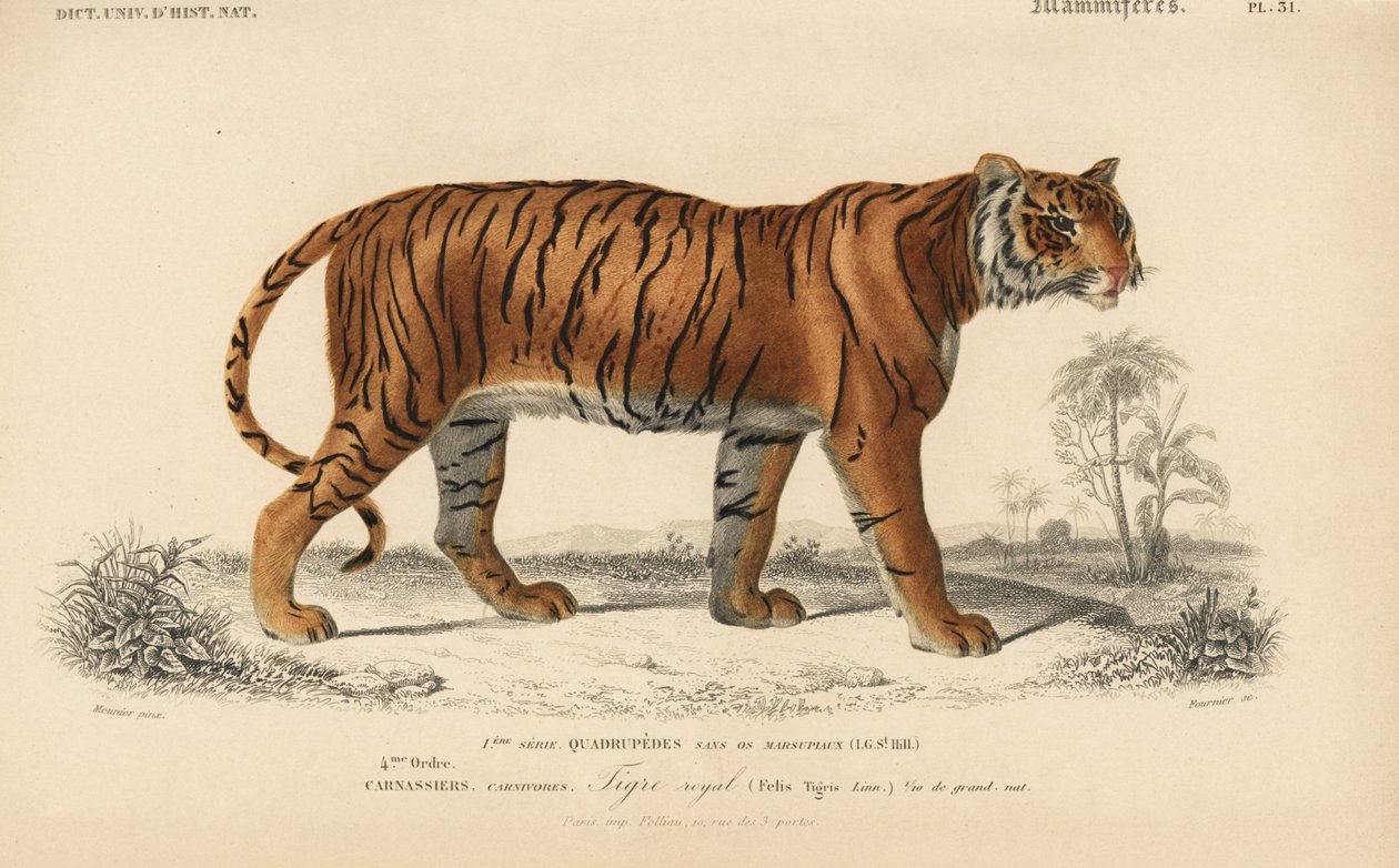 Tigre real, do "Dictionnaire Universel d