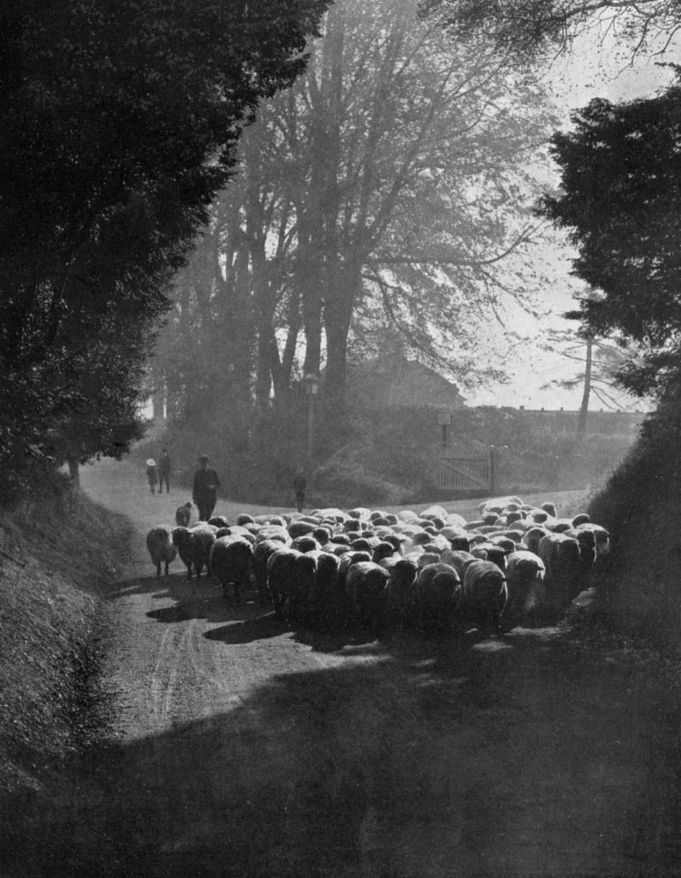 Ovelhas a caminho da Wilton Sheep Fair, Wilton, Wiltshire, 1924-1926 de Charles E. Brown