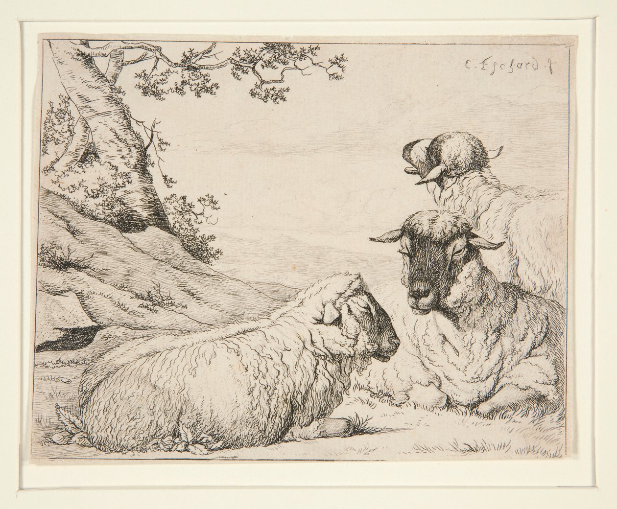 Três Ovelhas de Charles Echard