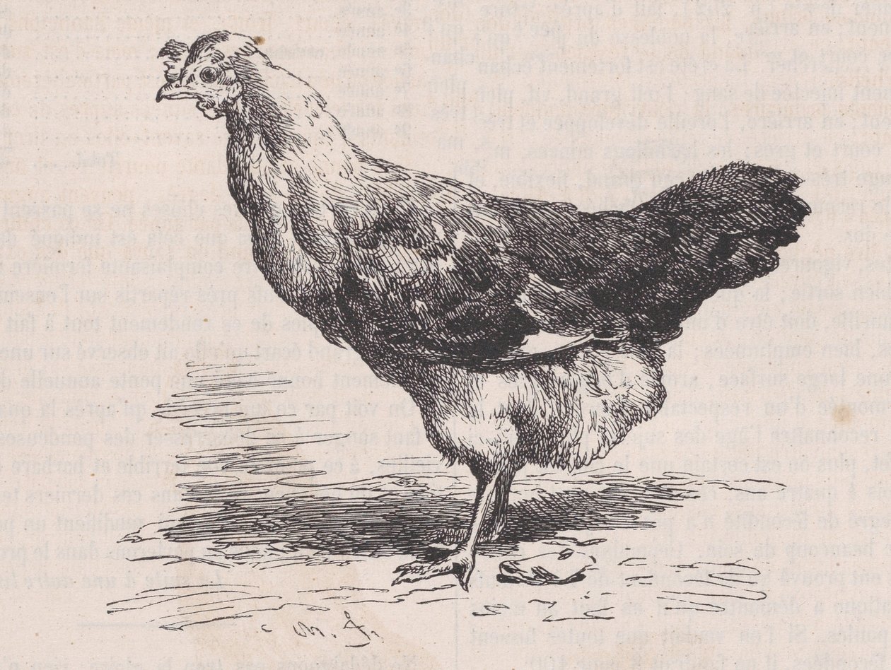Galinha francesa comum, poedeira ruim., de Magasin Pittoresque, ca. 1852. de Charles Emile Jacque