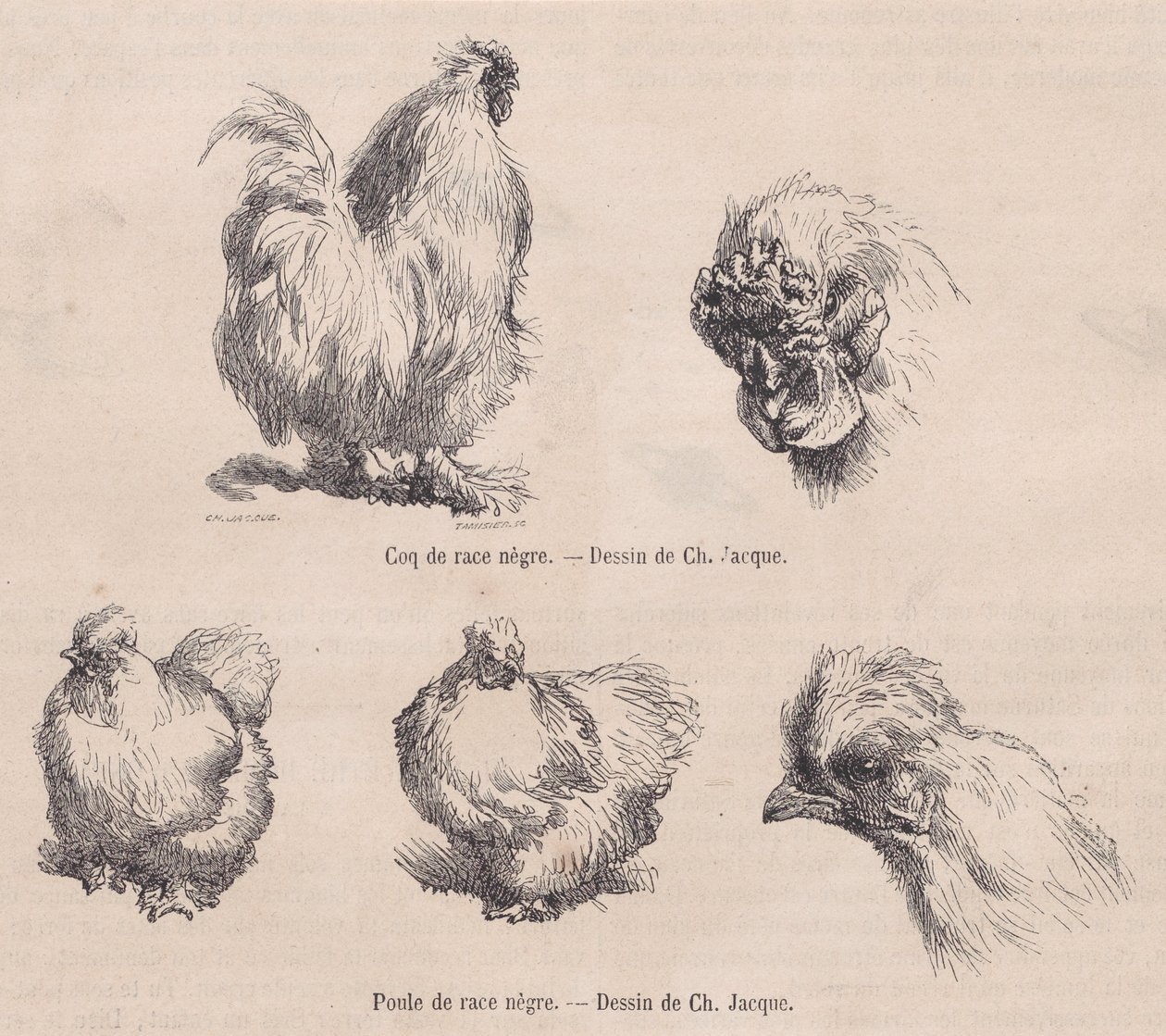 Silkie Cockerel e Silkie Hen, de Le Magasin Pittoresque, setembro de 1861 de Charles Emile Jacque