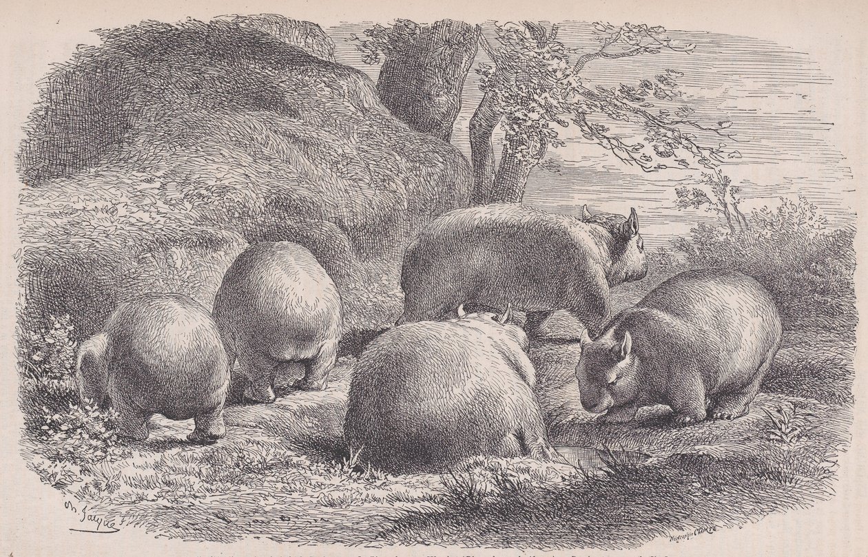 O Wombat, de Le Magasin Pittoresque, ca. 1852. de Charles Emile Jacque