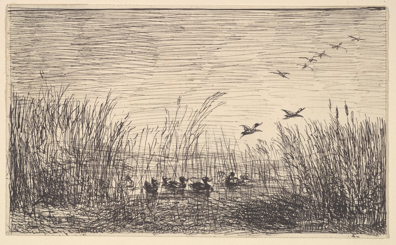 Patos nos pântanos, [1862], reimpressos em 1921. de Charles Francois Daubigny