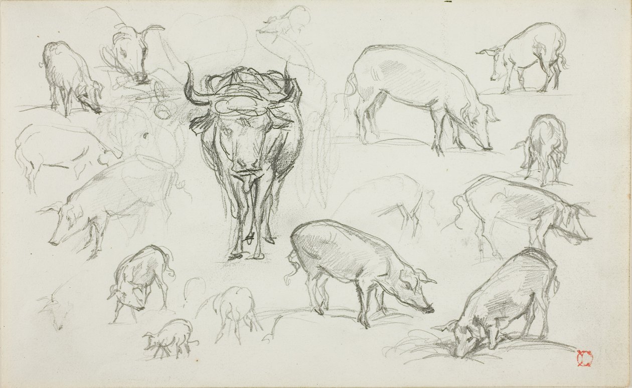 Esboços de suínos e um boi de Charles Francois Daubigny