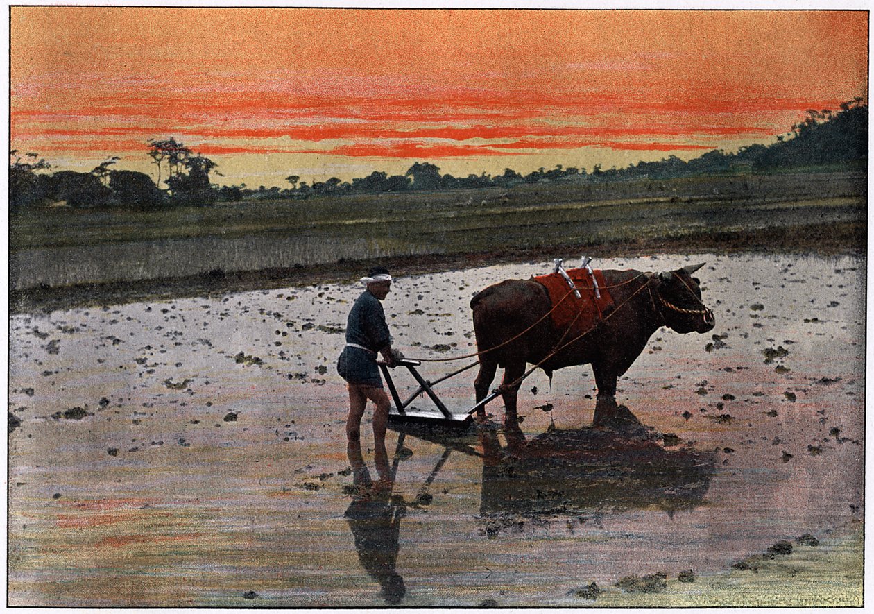 Preparação de uma plantação de arroz no Japão, c1890 de Charles Gillot