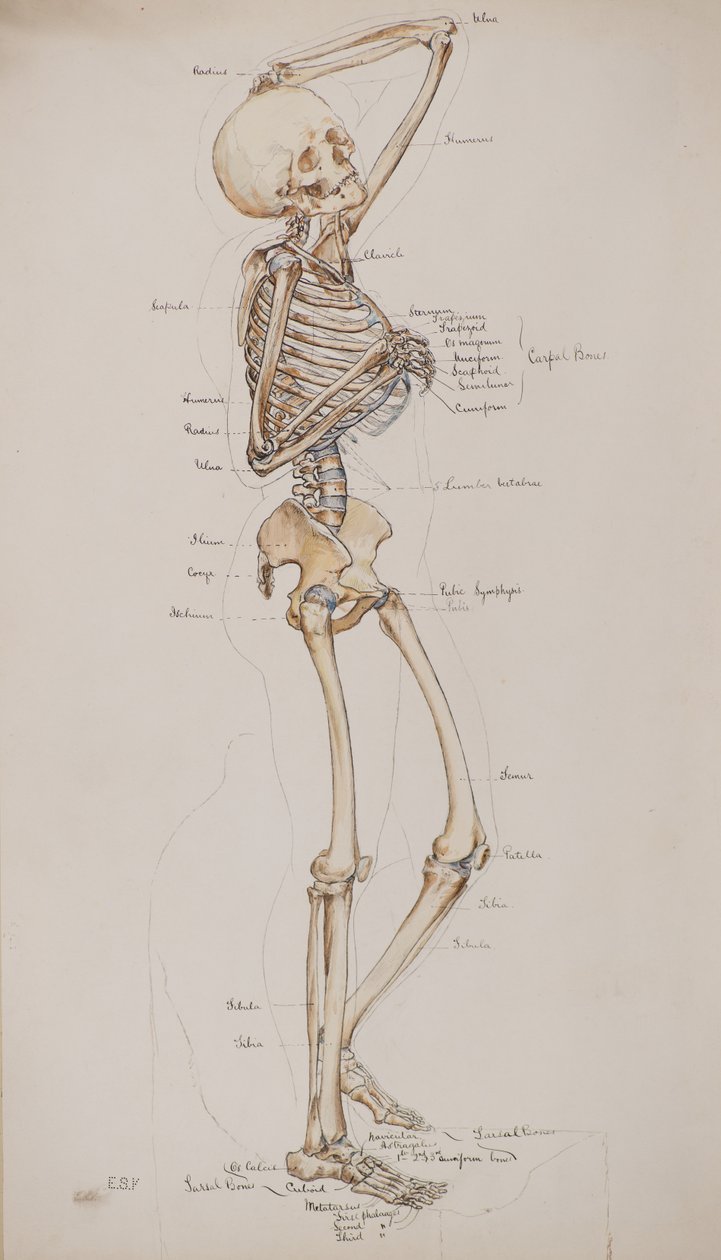 Estudo [Esqueleto humano (legenda dos ossos)], c.1884 (aguarela) de Charles Gustav Louis Phillips