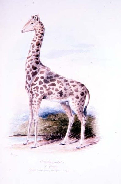 Girafa de James Edwin Edward Dawe, ilustração para The Ruminantia Vol. I (aguarela) de Charles Hamilton (after) Smith