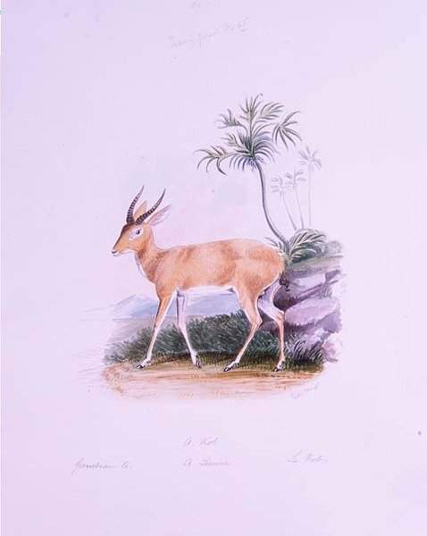 Kob por James Edwin Edward Dawe, de 