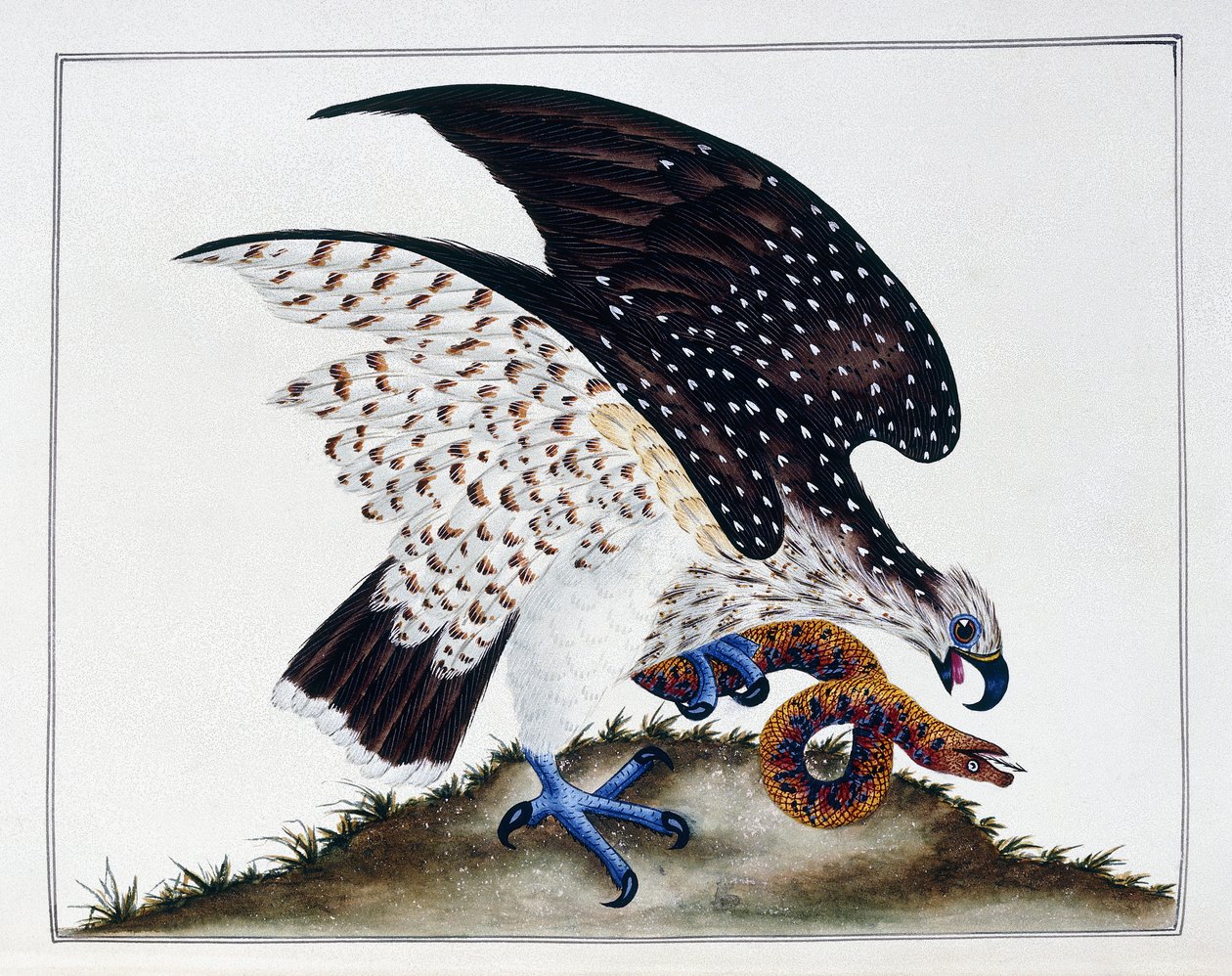 Ave de rapina com cobra, 1808-21 de Charles Hayes