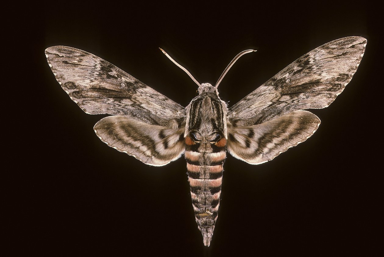 Agrius convolvuli/Bedding Esfinge/Male de Augustus Kollner