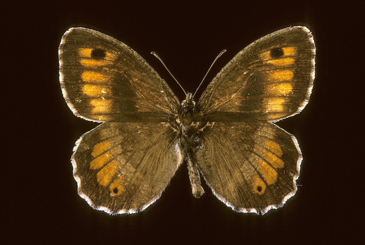 Arethusana arethusa/Small agreste de Augustus Kollner