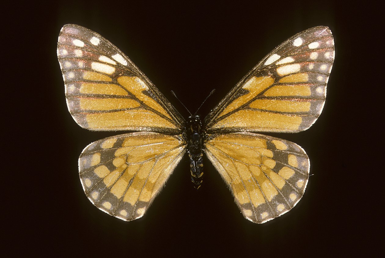 Baronia brevicornis de Augustus Kollner