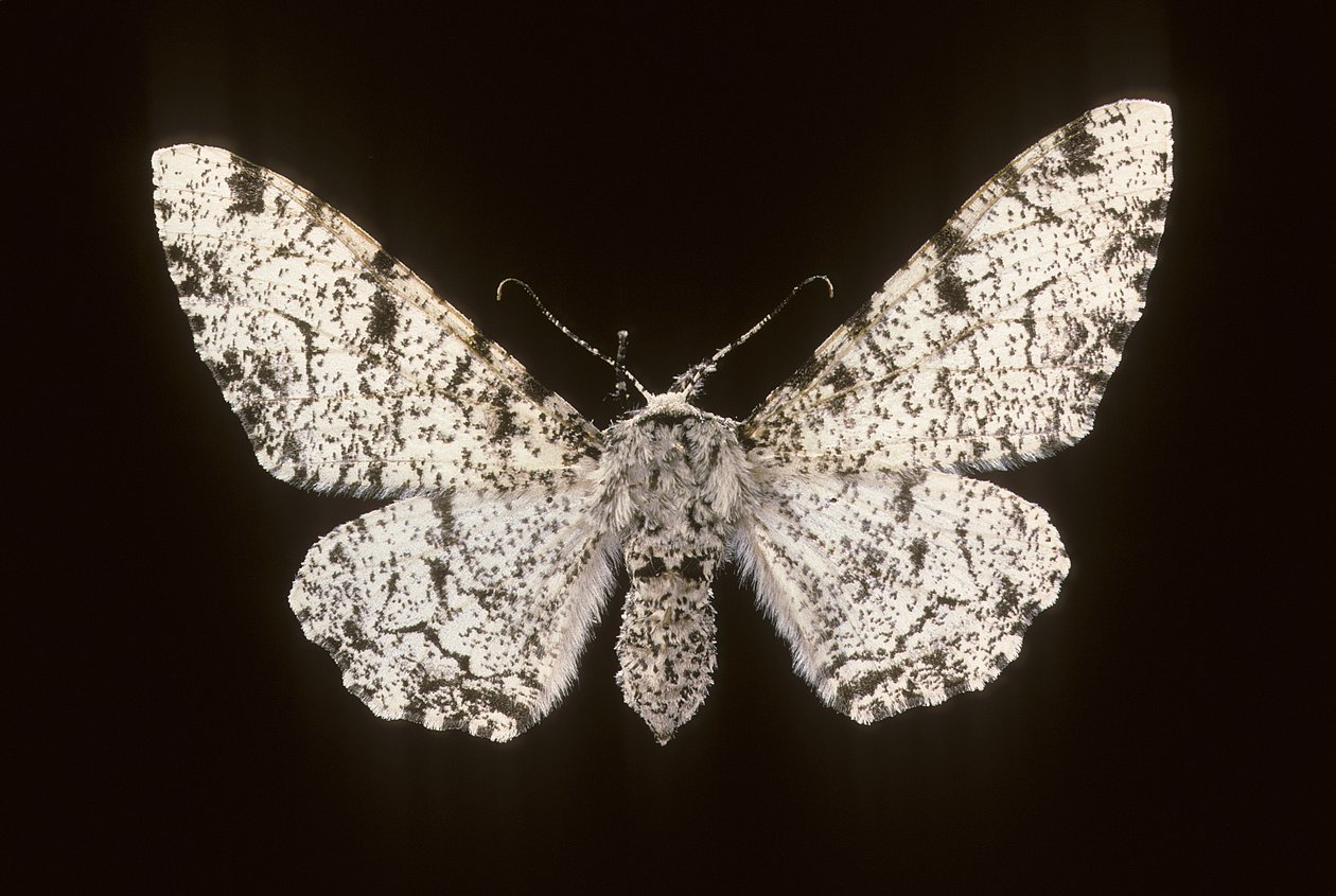 Betularia biston/Birch Phalene de Augustus Kollner