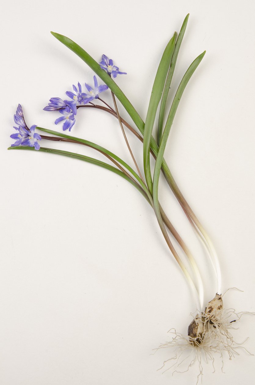 Quadro Botânico/Chionodoxa forbesii/Chionodoxa luciliae/Glory of the Snow de Augustus Kollner