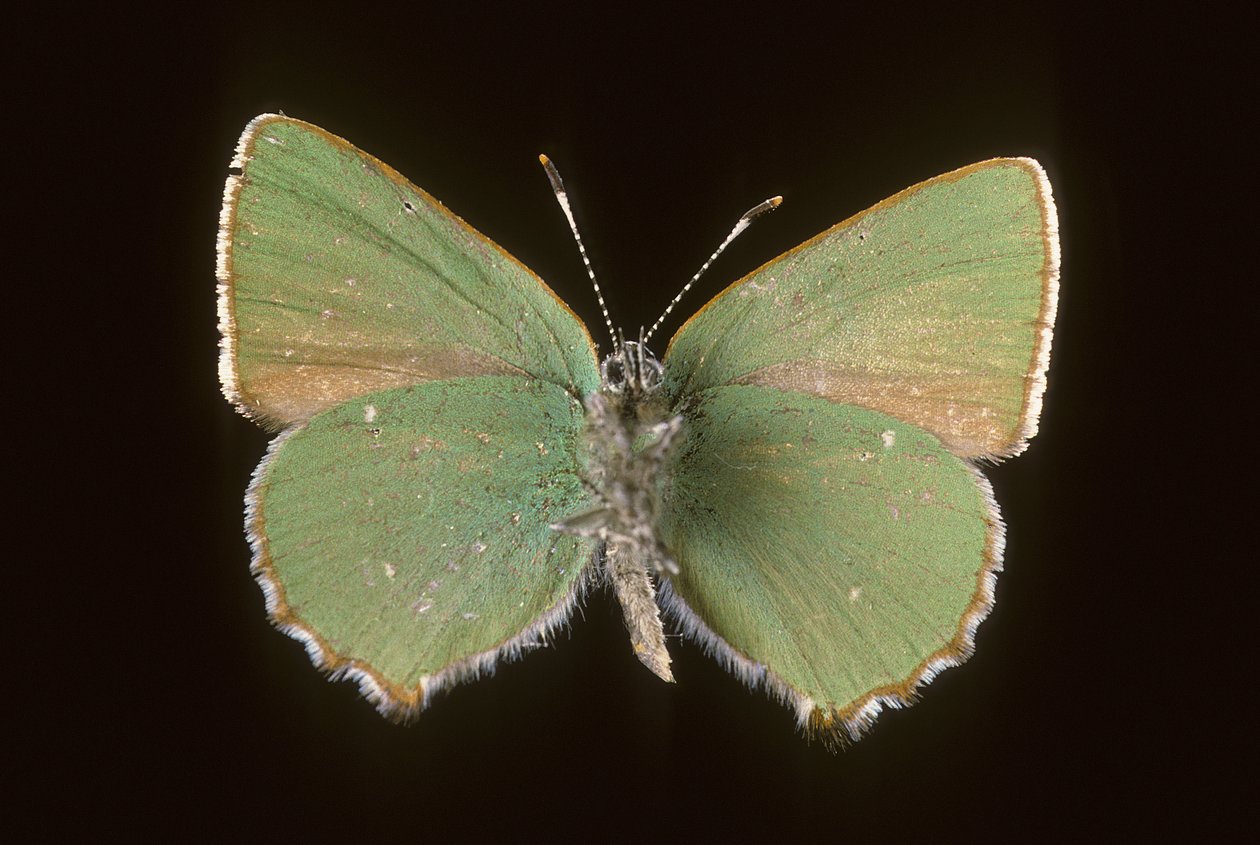 Callophrys rubi/Argus verde de Augustus Kollner