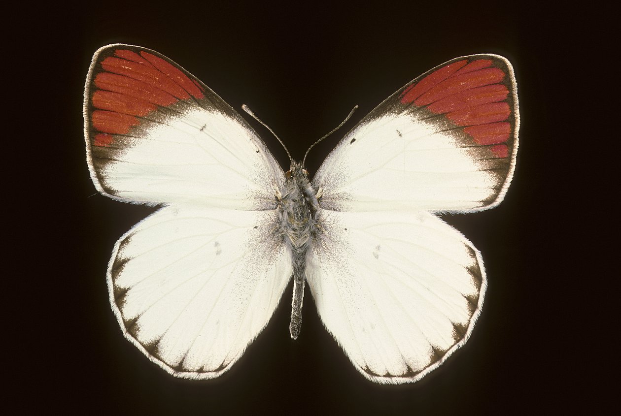 Colotis danae/Crimson de Augustus Kollner