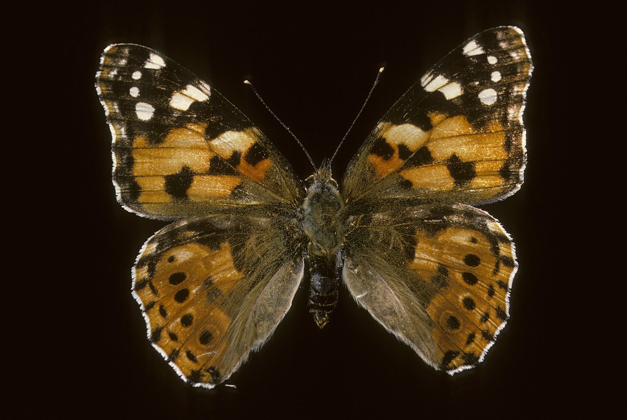Cynthia cardui/ enteada/Vanesse of Thistles de Augustus Kollner