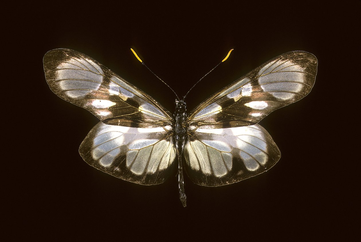 Dismorfia orise de Augustus Kollner