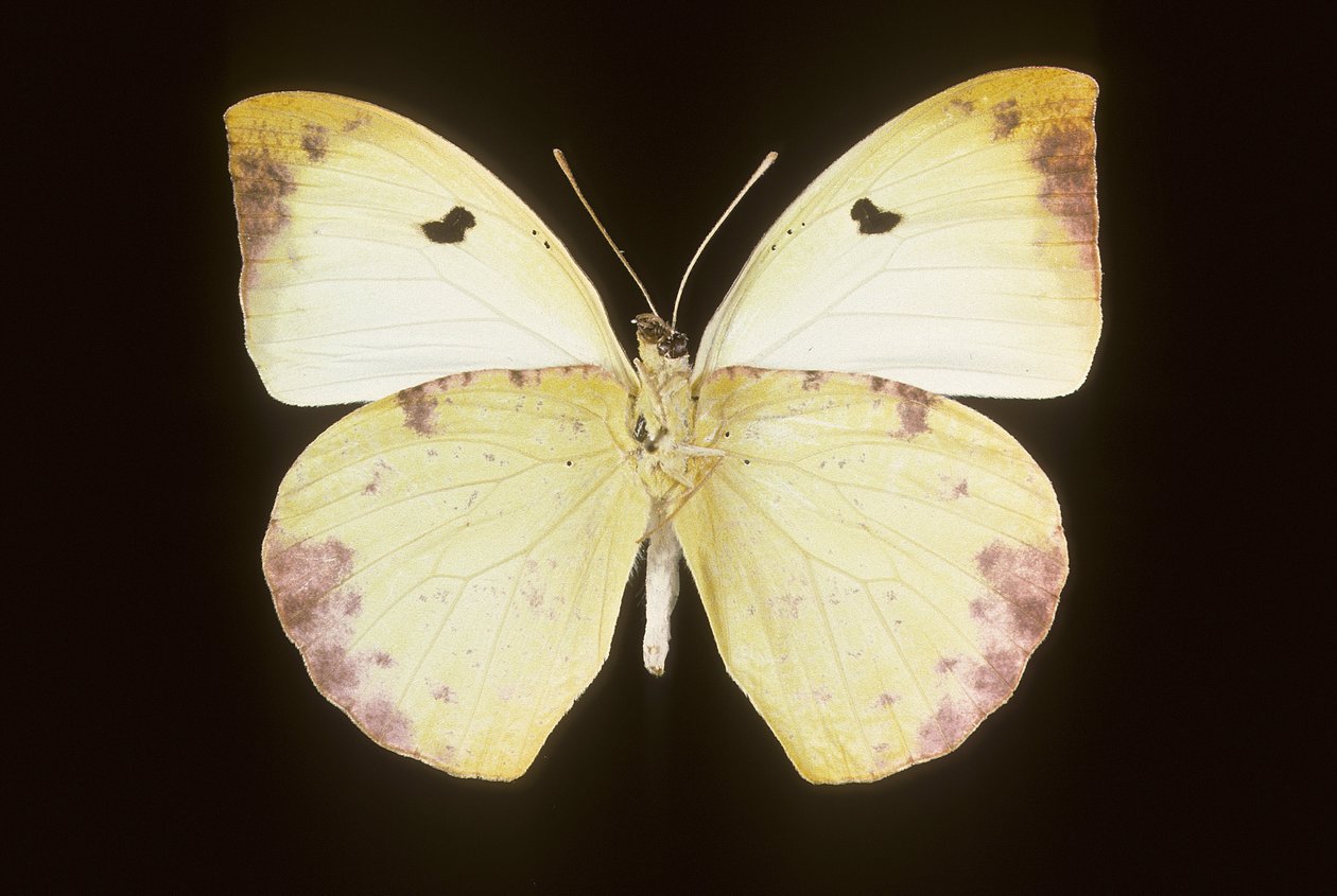 Gideona Lucasi de Augustus Kollner