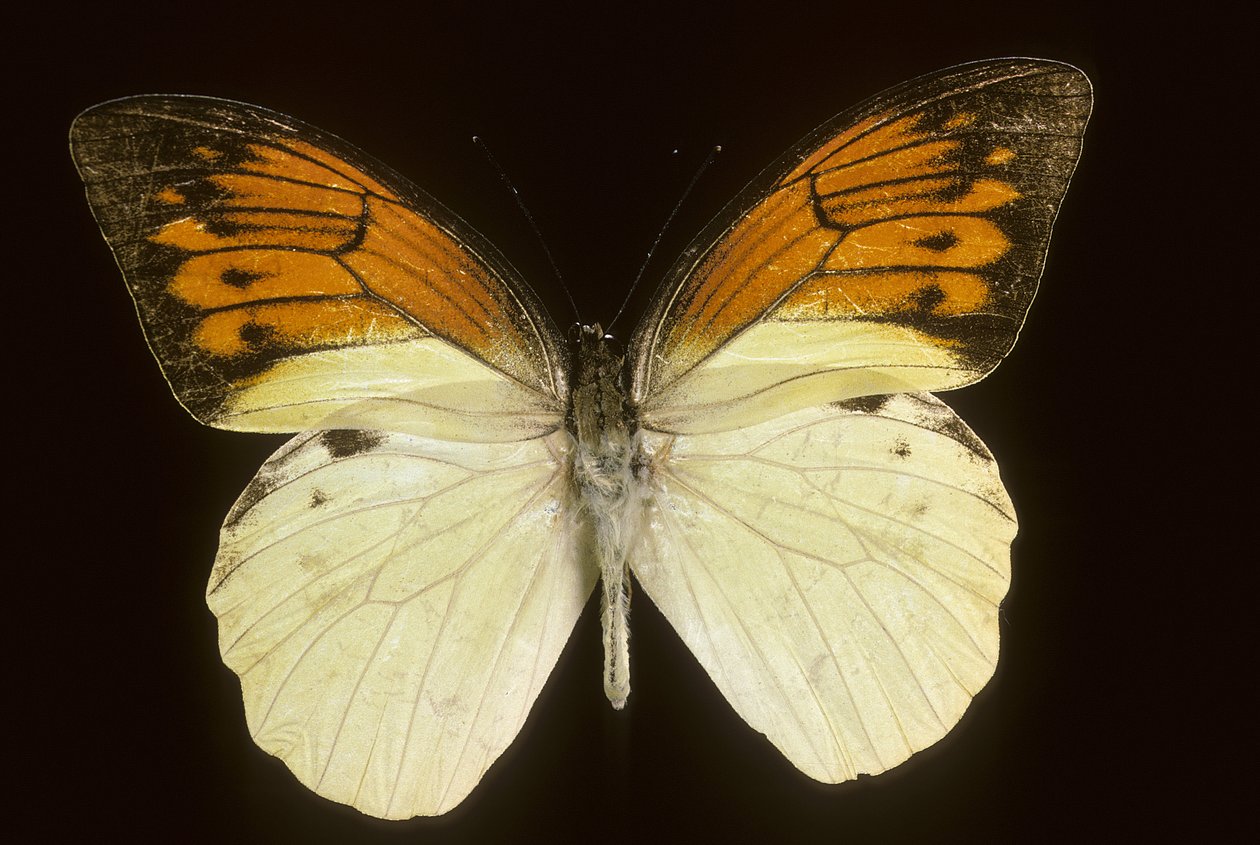 Hebomoia leukippe sulfurea de Augustus Kollner
