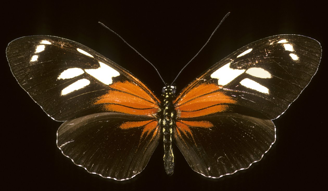 Heliconius burneyi catherina/Heliconie de Augustus Kollner