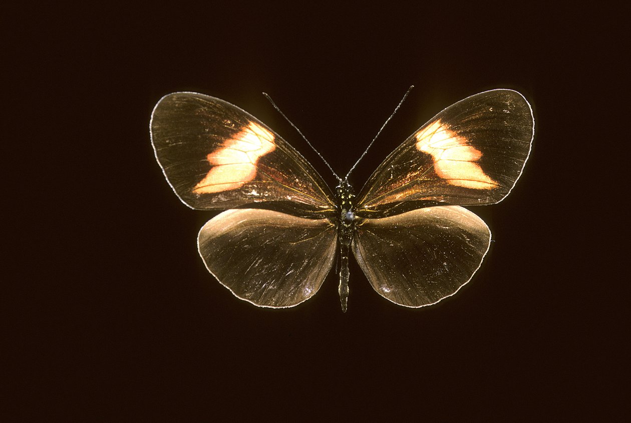 Heliconius melpomene/Heliconie melpomene de Augustus Kollner