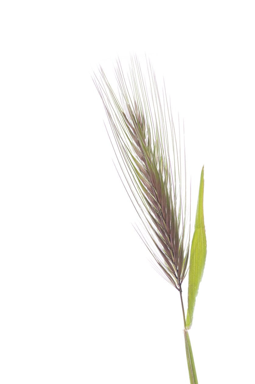 Hordeum murinum subsp. murinum/Rato de cevada de Augustus Kollner