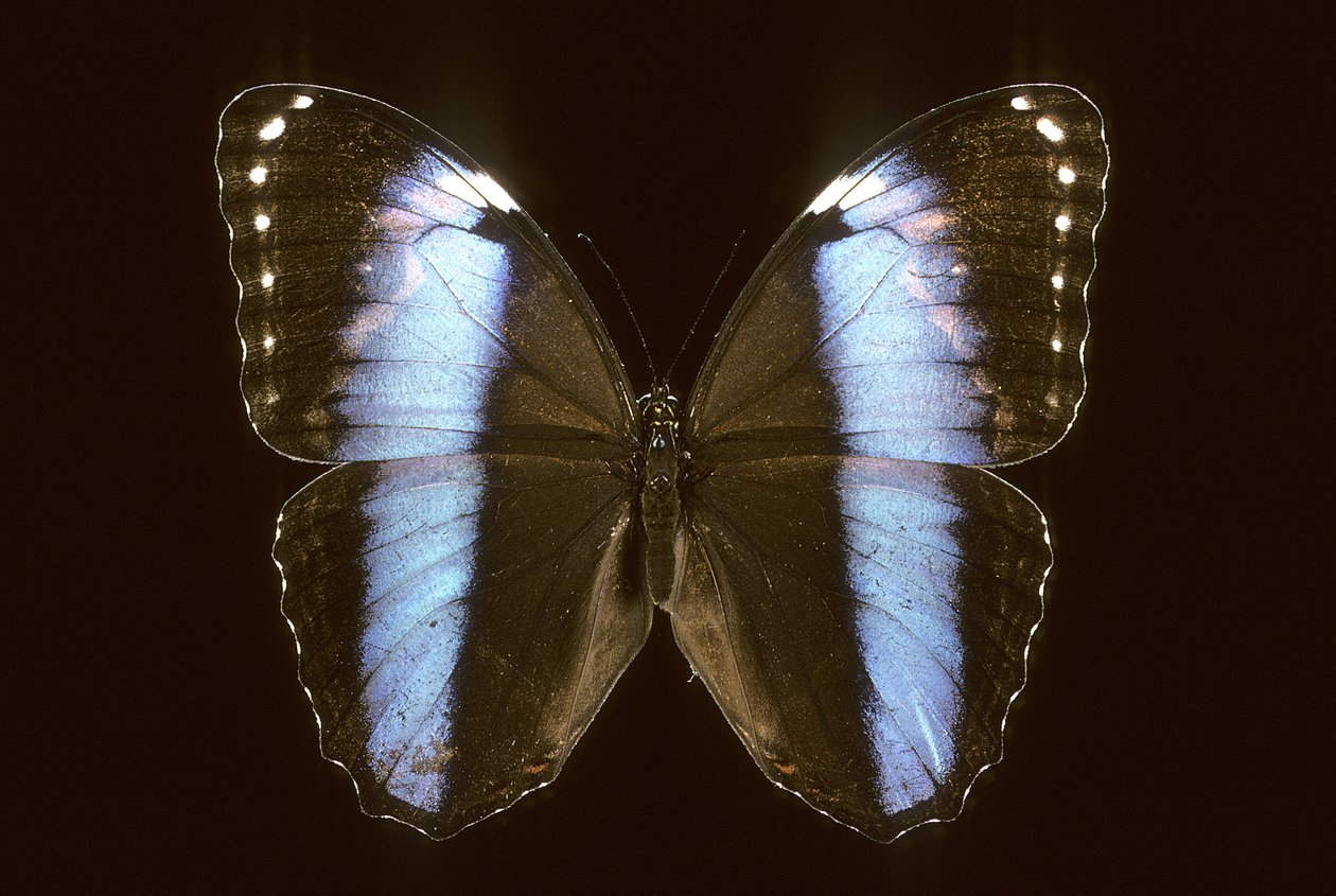 Morpho Achilles/Male de Augustus Kollner