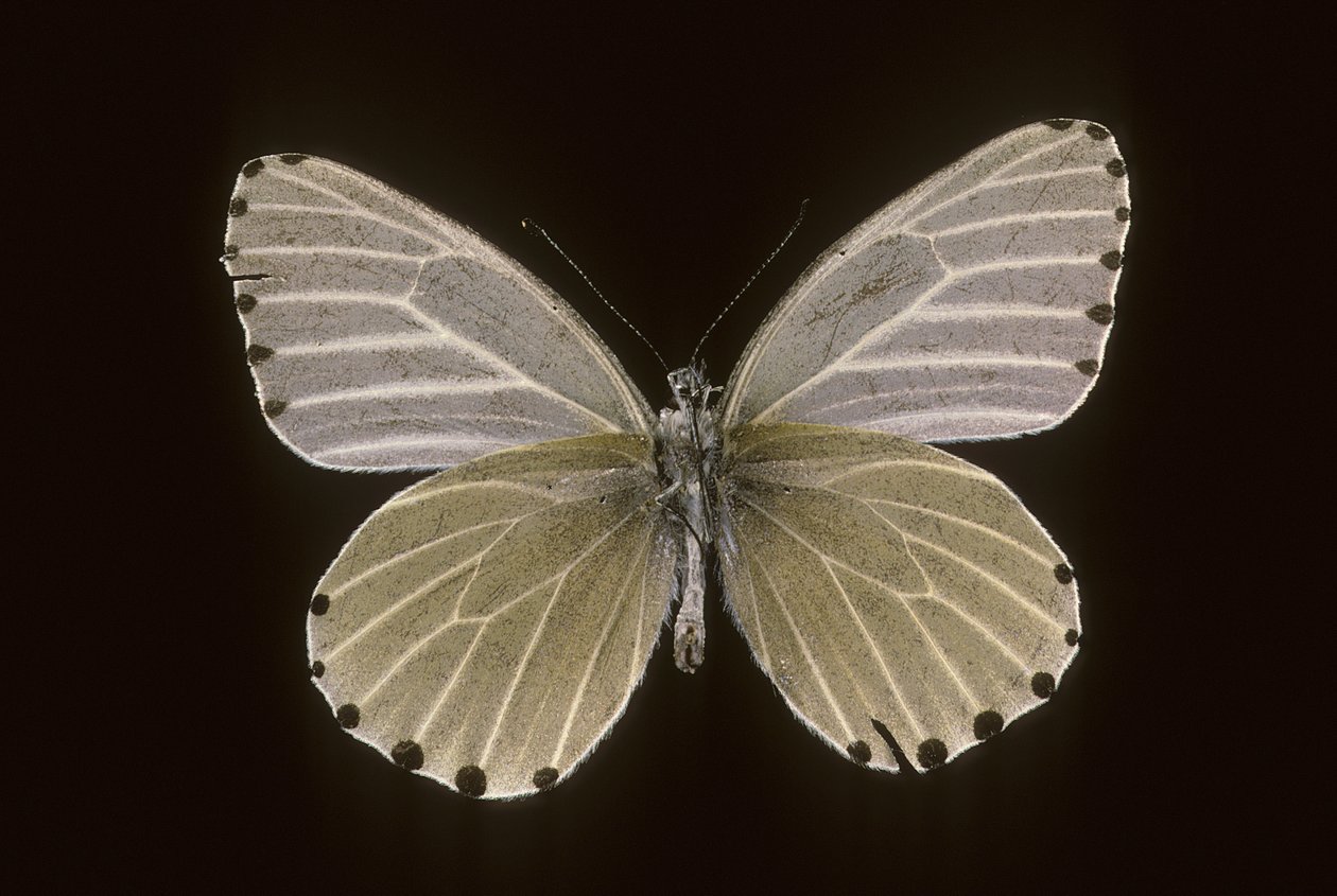 Mylothris humblot de Augustus Kollner
