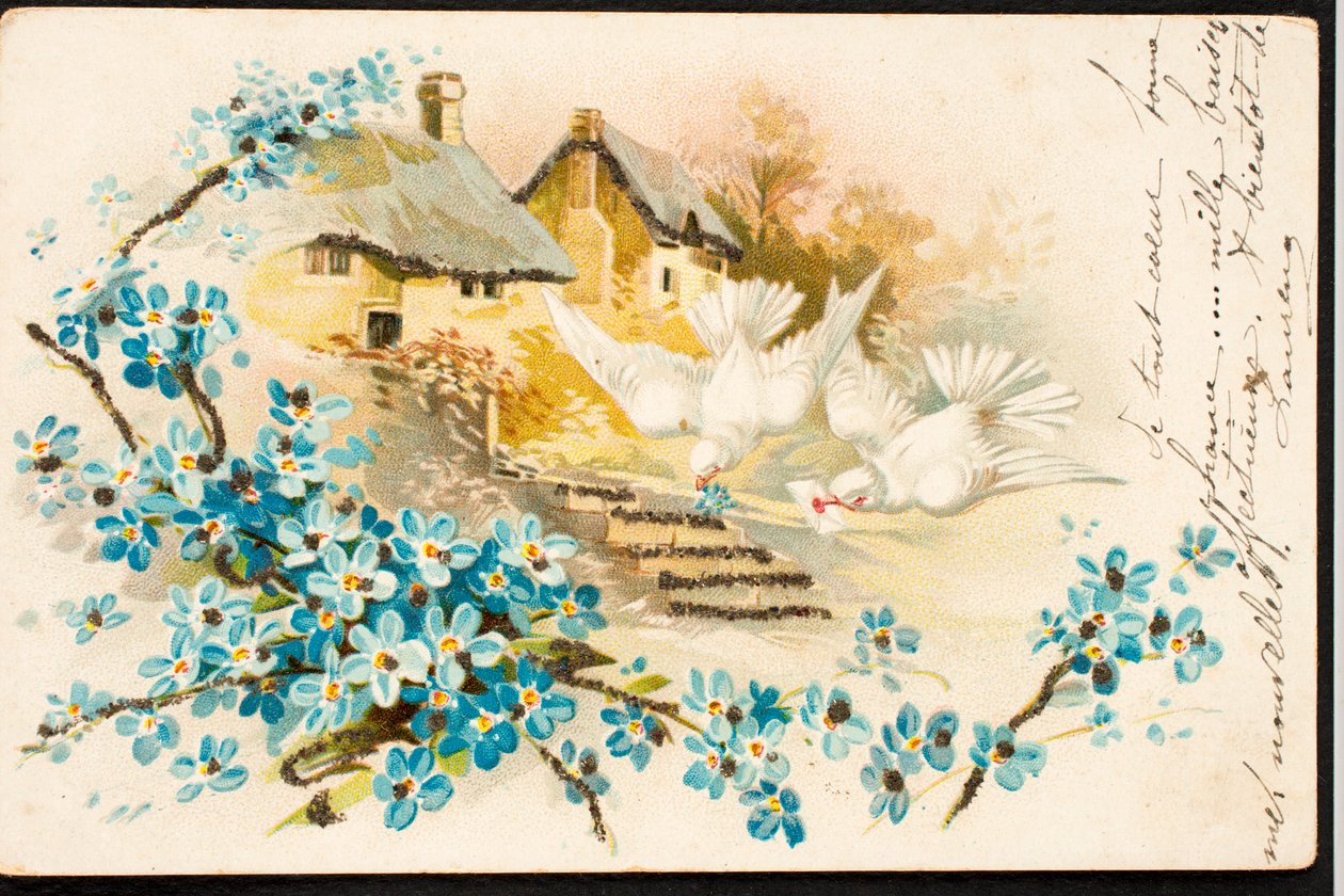 Cartão Postal Antigo/Dove de Augustus Kollner