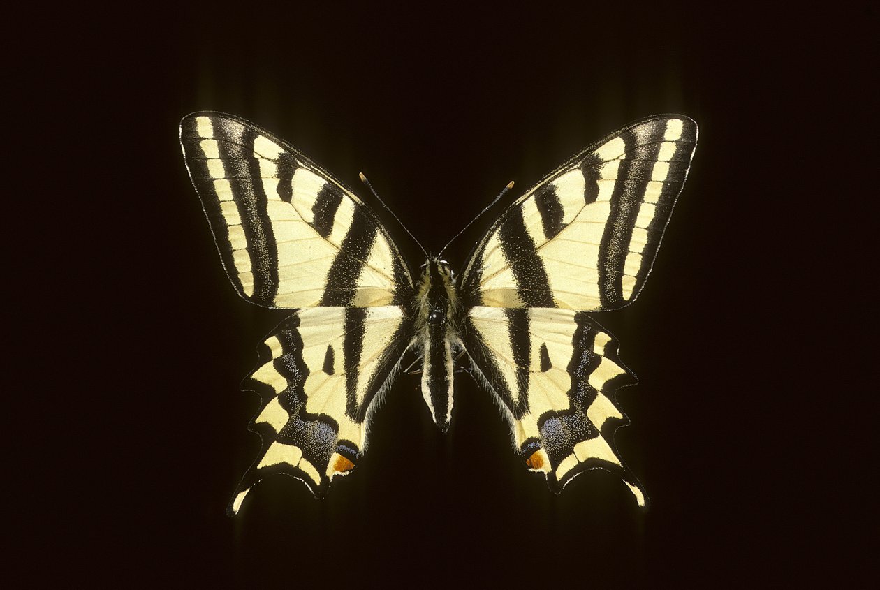 Papilio alexanor/Alexanor de Augustus Kollner