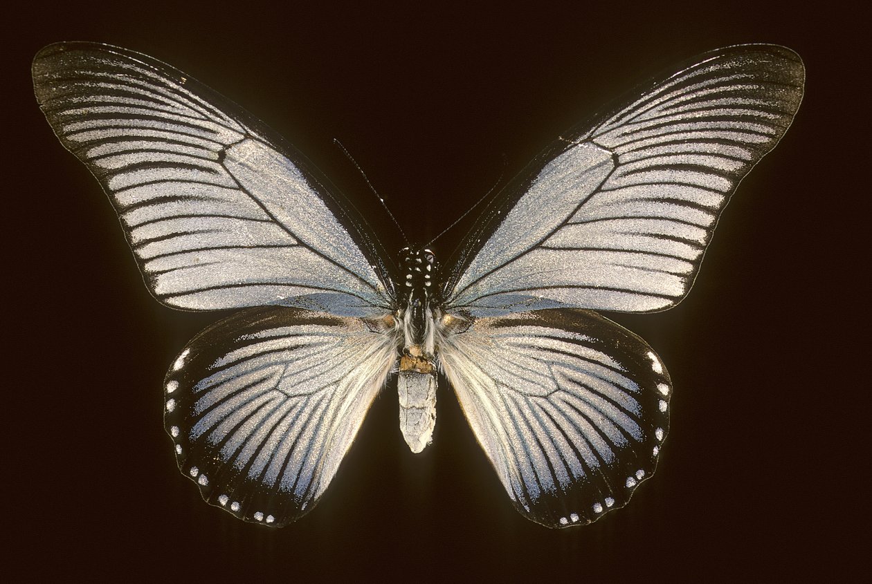 Papilio zalmoxis / azulailboat de Augustus Kollner