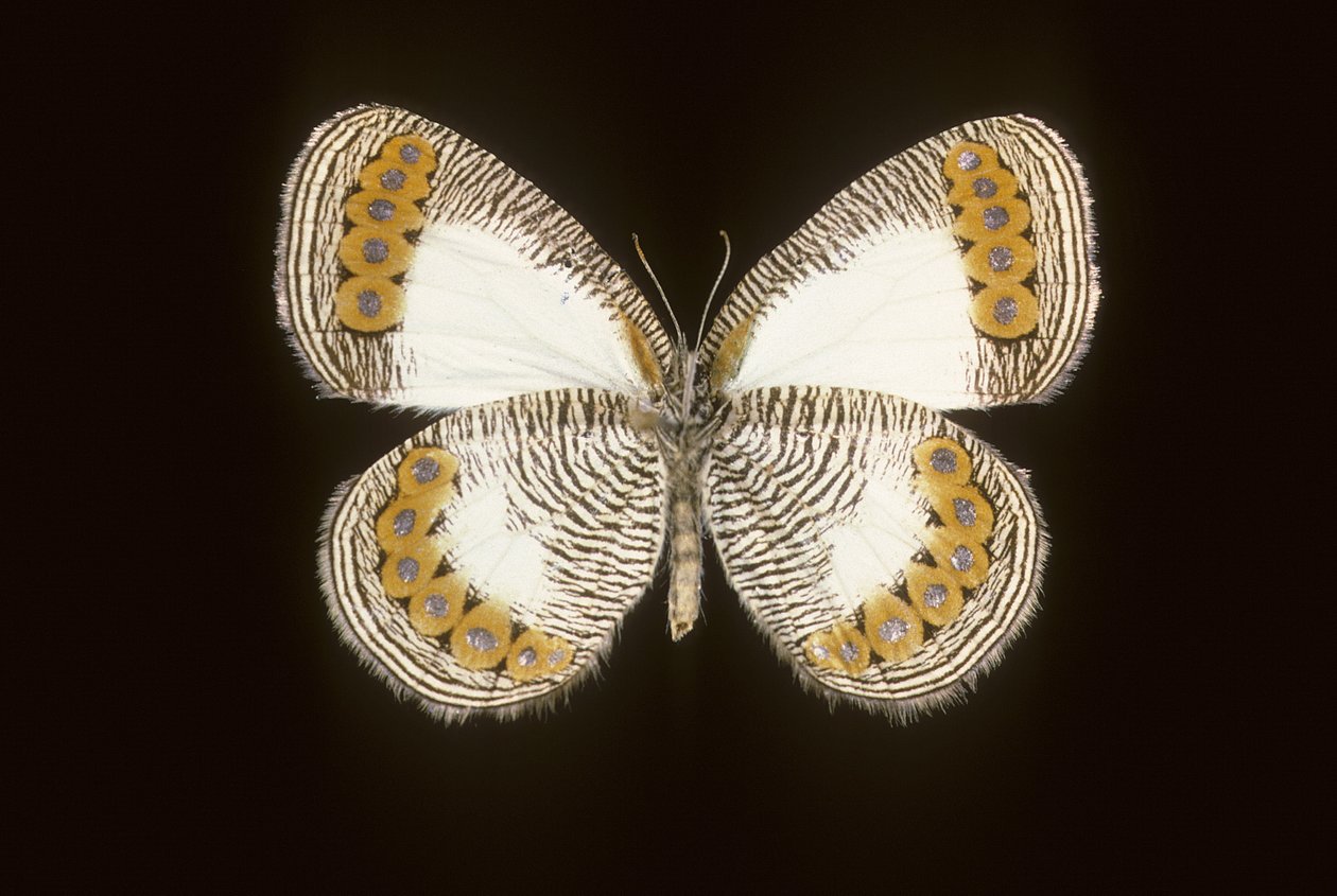 Physcaeneura leda de Augustus Kollner