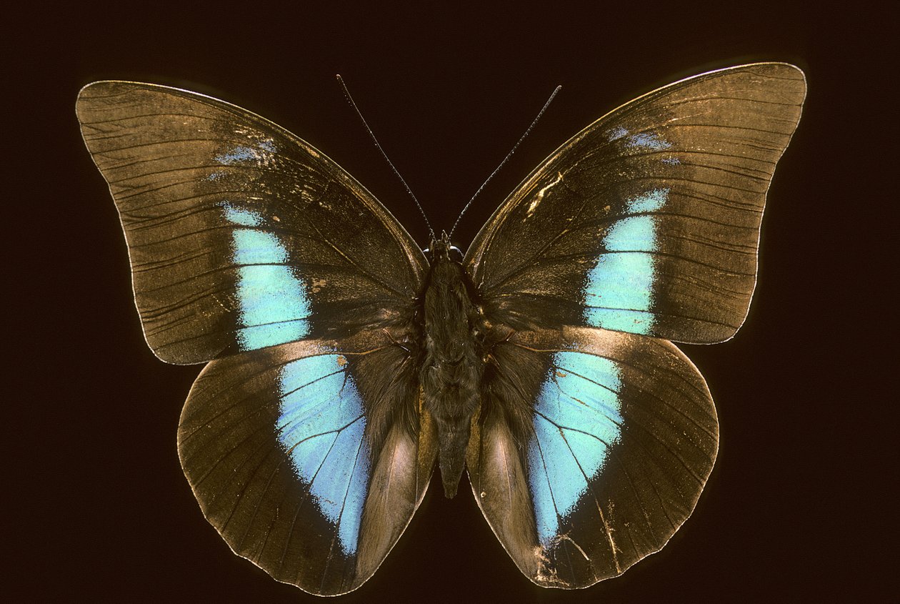 Prepona domophora extinta de Augustus Kollner
