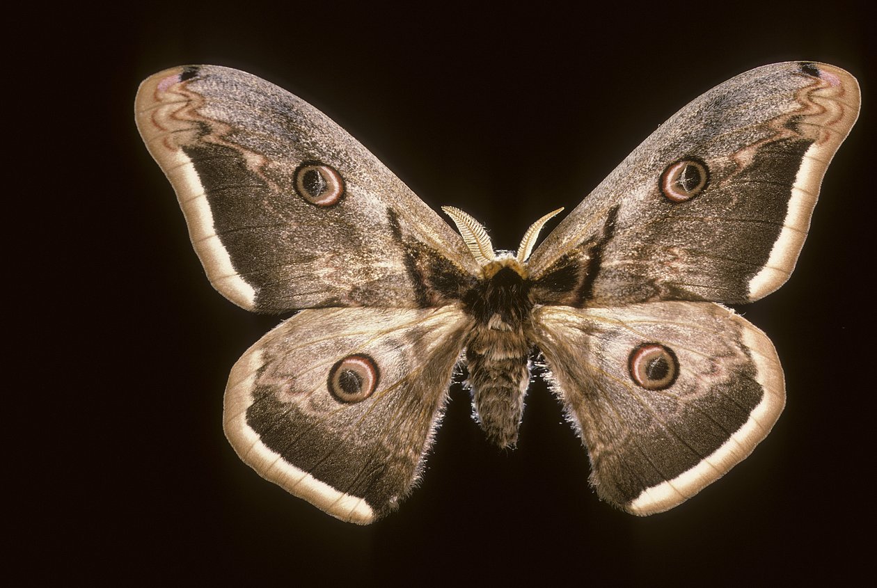 Saturnia pyri/Great night peacock de Augustus Kollner