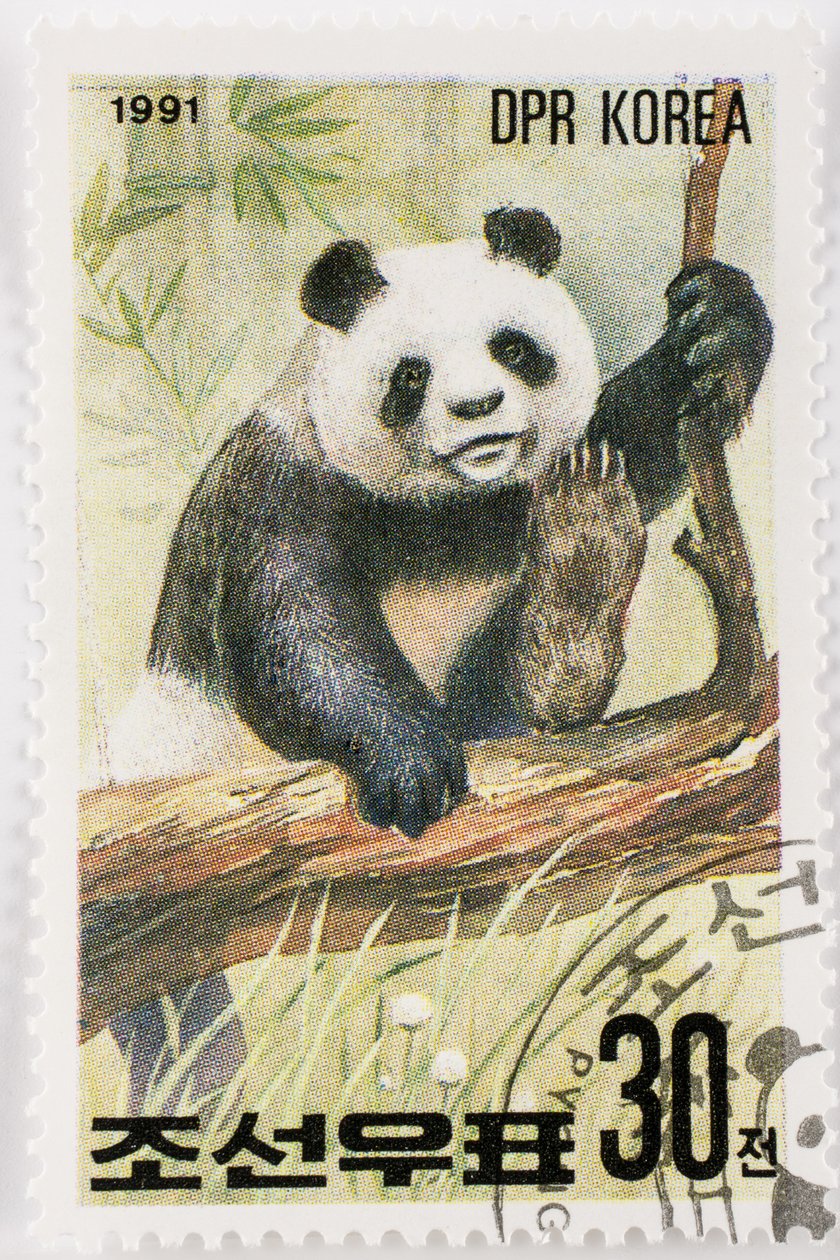 Selo/Coréia do Norte/Ailuropoda melanoleuca/Grande panda/Giant Panda de Augustus Kollner