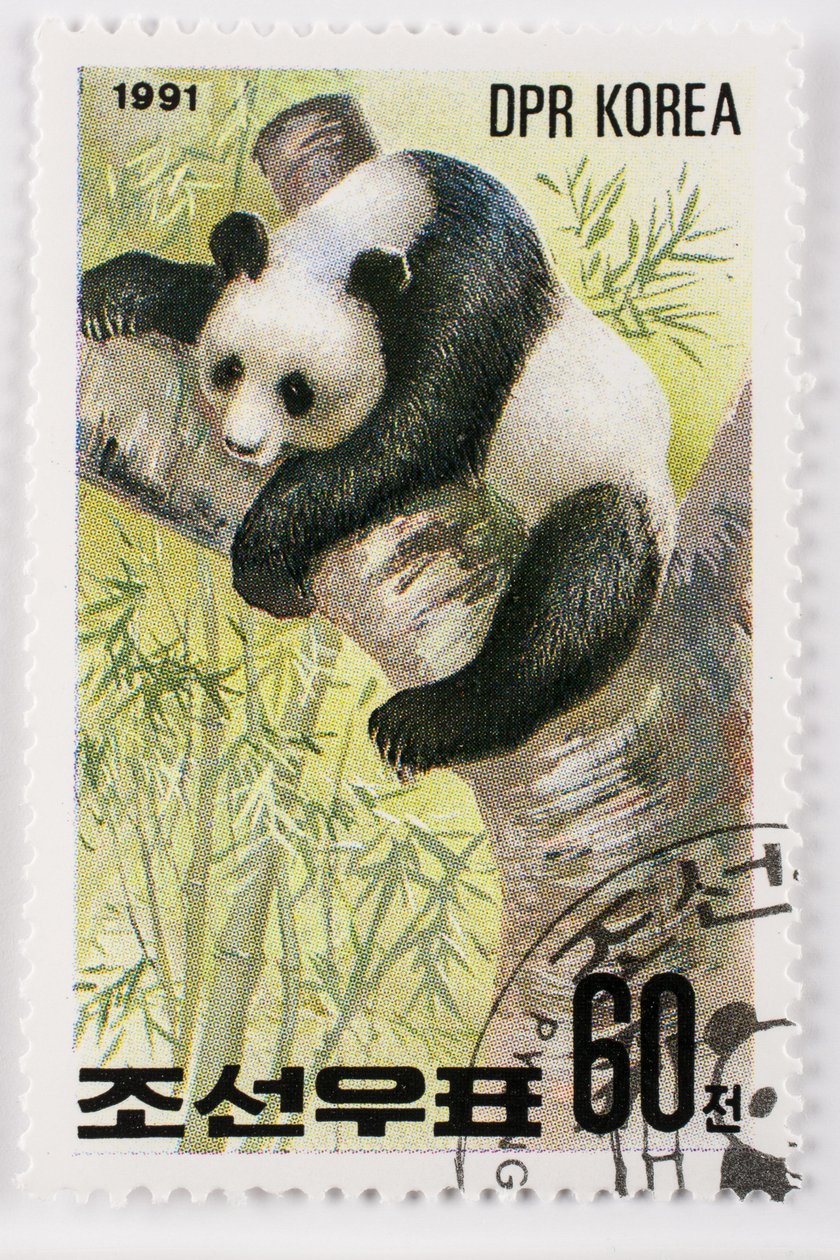 Selo/Coréia do Norte/Ailuropoda melanoleuca/Grande panda/Giant Panda de Augustus Kollner