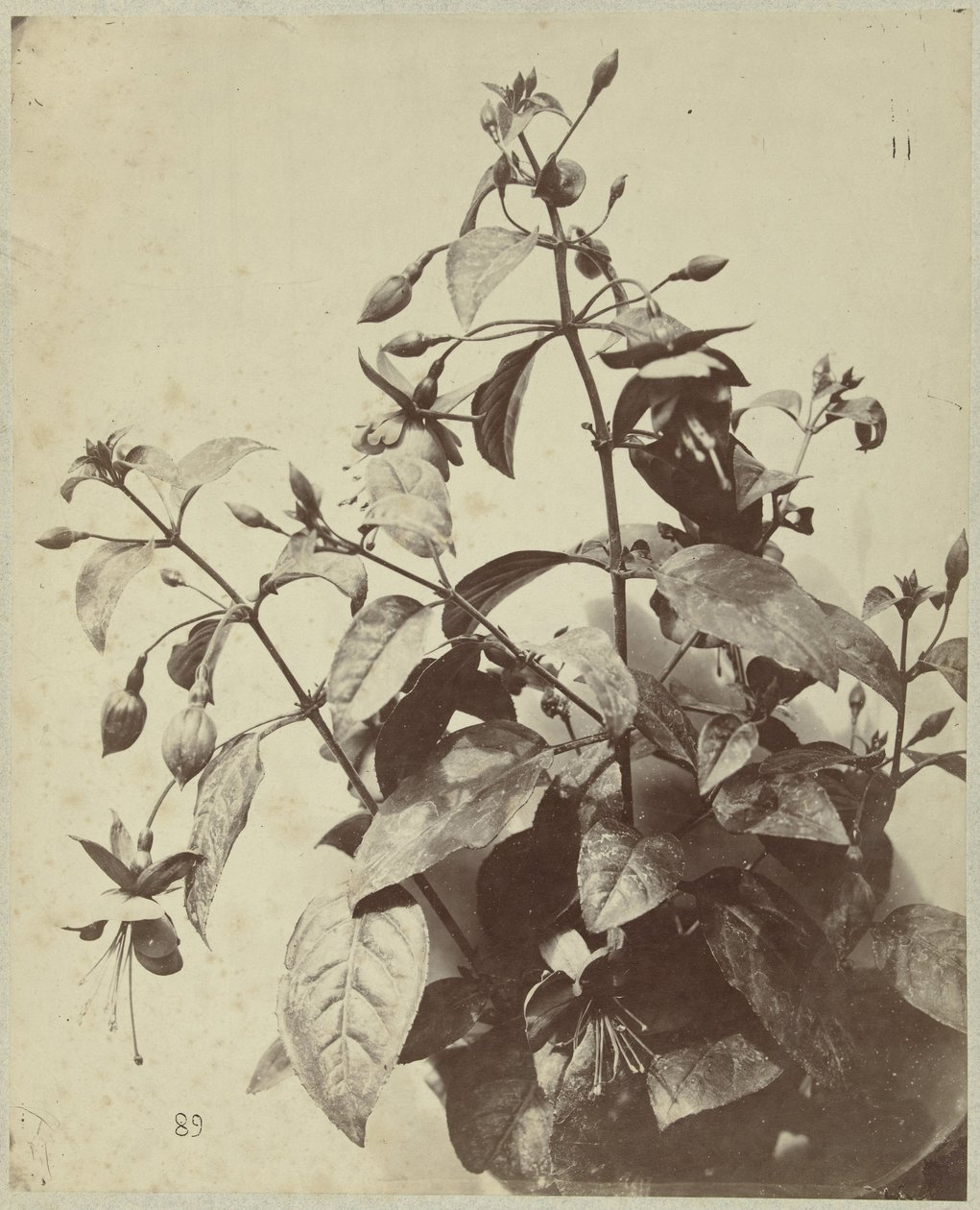 Flor ainda vida com fúcsia de Charles Hippolyte Aubry