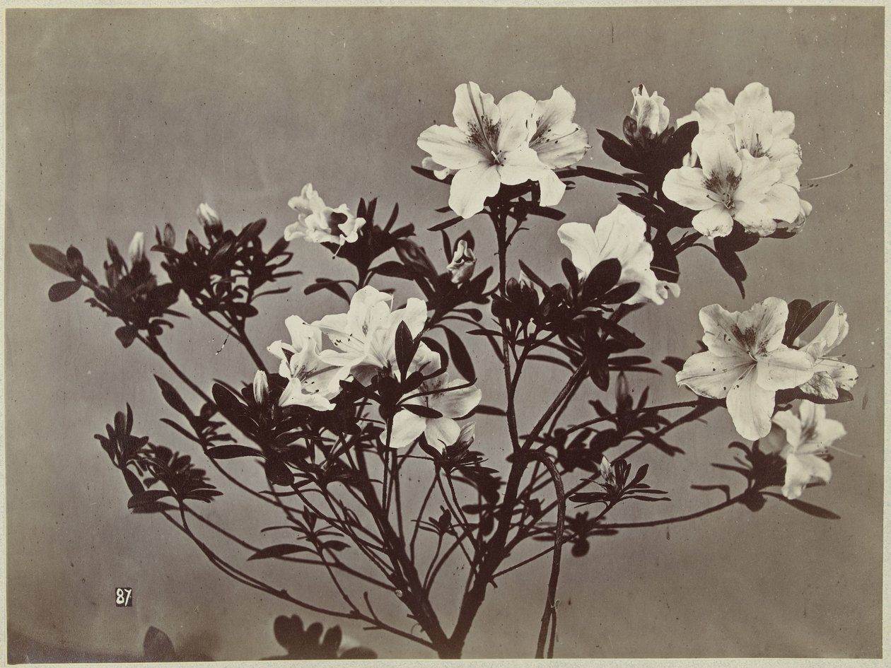 Flor ainda vida com lírios de Charles Hippolyte Aubry