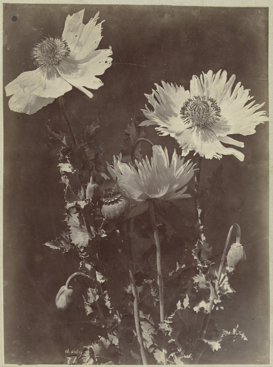 Flores com papoilas de Charles Hippolyte Aubry