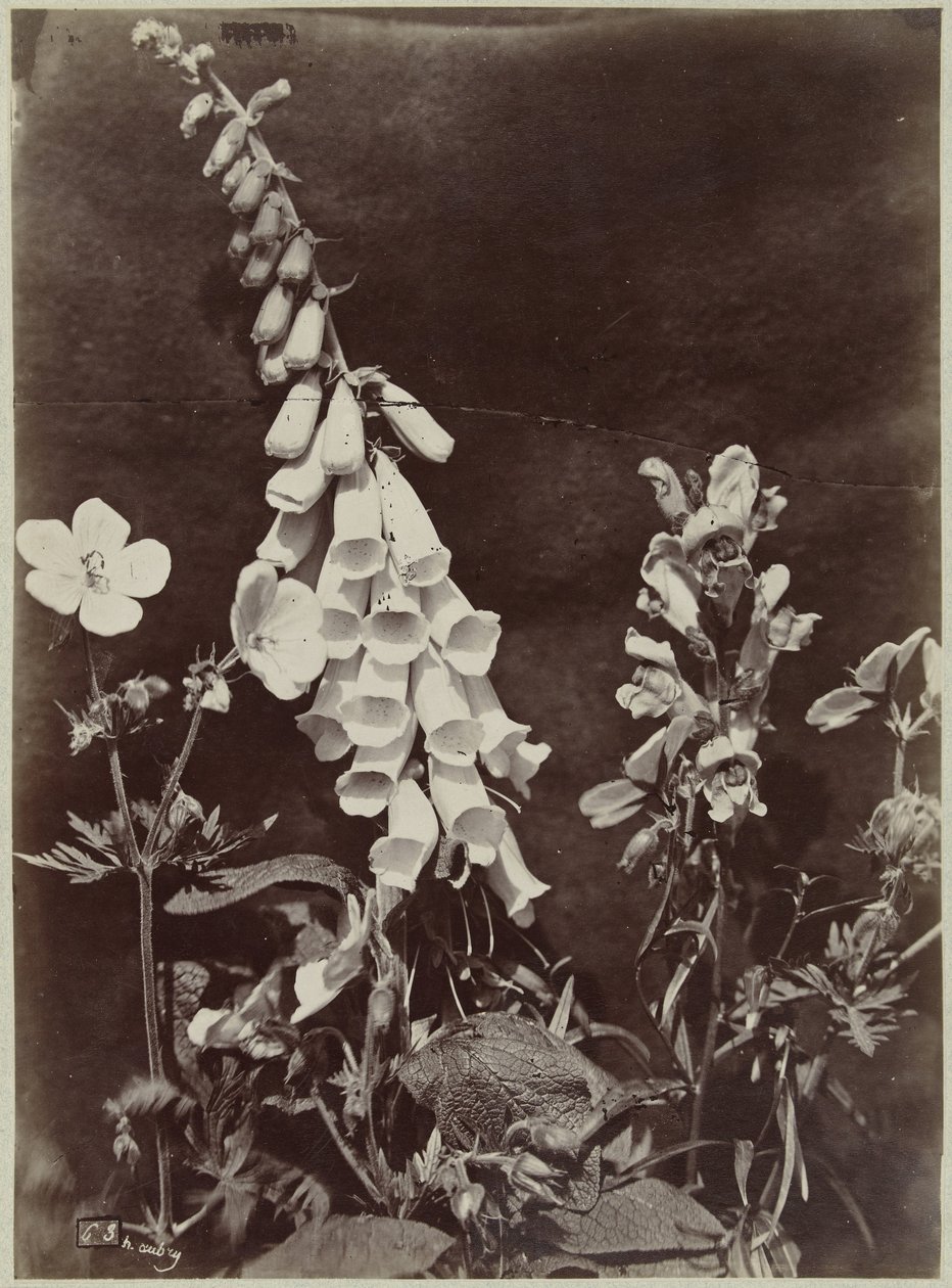 Flor ainda vida com dedaleira de Charles Hippolyte Aubry