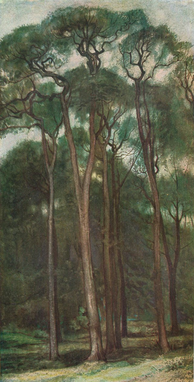 Estudo das árvores, c1900 1903-1904 de Charles Holroyd