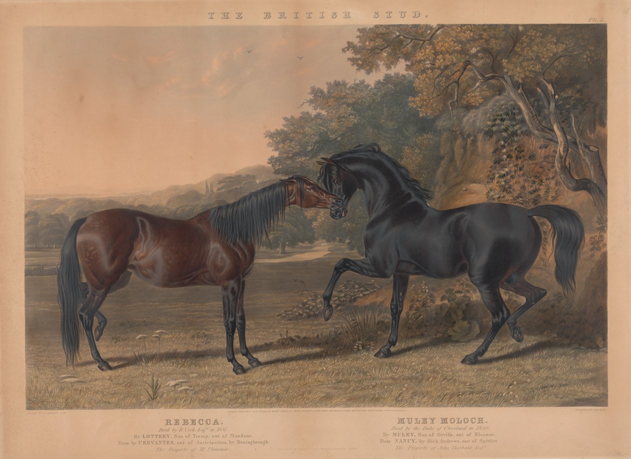 Der britische Zuchtpferd: Pl. 5. "Rebecca" gezüchtet von R. Cock, Esqr. im Jahr 1831; "Muley Moloch" gezüchtet vom Herzog von Cleveland im Jahr 1830 de Charles Hunt
