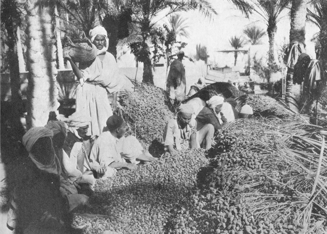 Colheita da data em Gabes, c1913 de Charles J. S. Makin