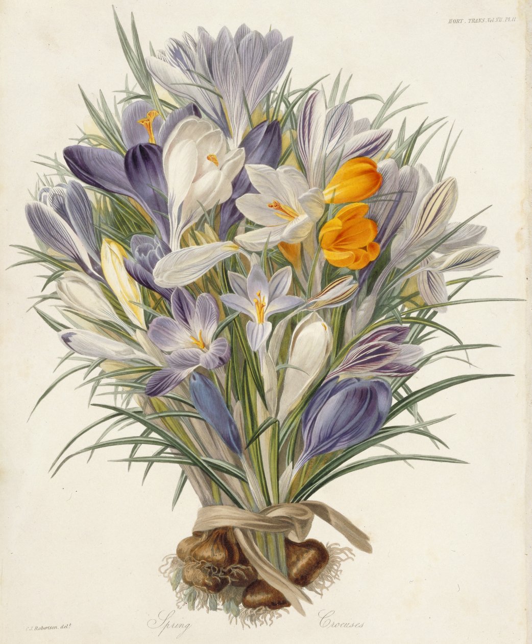Açafrões de primavera, prato de Transações da Sociedade Hortícola, Londres, vol VII, 1830 (gravura colorida à mão) de Charles John Robertson