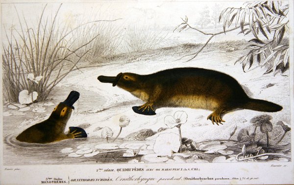 Platypi, ilustração do 