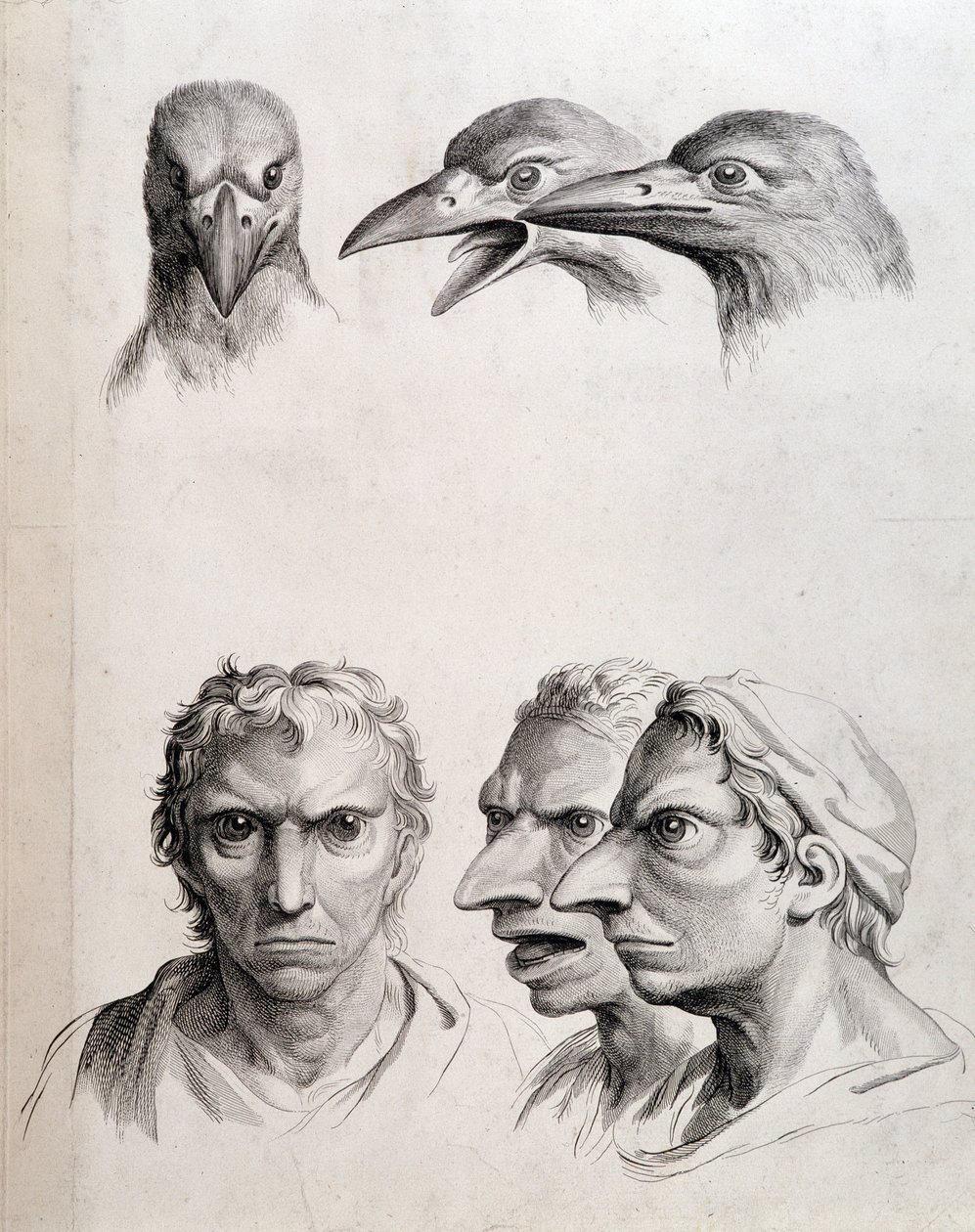 Perfis de pássaro e "homem-pássaro" - por Lebrun, em "Treats of the physiognomy of man compared to that of animals" (Tratamentos da fisionomia do homem em comparação com a dos animais) de Charles Le Brun